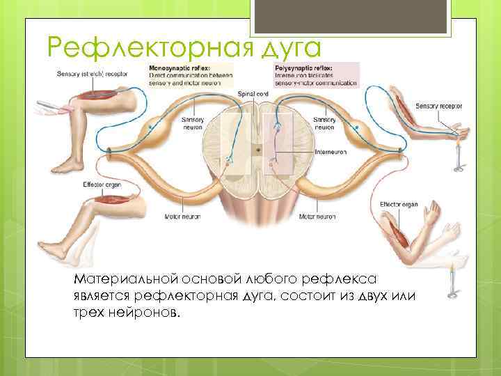 Рефлекторная дуга Материальной основой любого рефлекса является рефлекторная дуга, состоит из двух или трех