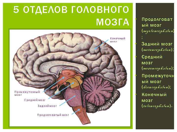 5 ОТДЕЛОВ ГОЛОВНОГО МОЗГА • Продолговат ый мозг (myelencephalon) ; • Задний мозг (metencephalon);