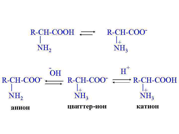 R-CH-COO- R-CH-COOH + NH 2 R-CH-COONH 2 анион OH NH 3 R-CH-COO+ NH 3