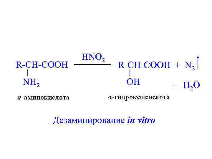 R-CH-COOH HNO 2 R-CH-COOH + N 2 OH NH 2 α-аминокислота α-гидроксикислота Дезаминирование in