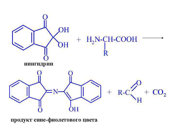 + нингидрин + продукт сине-фиолетового цвета + CO 2 