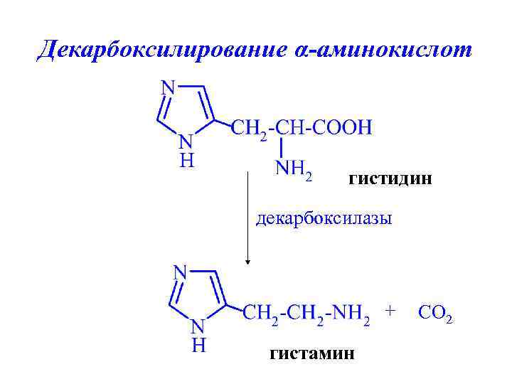 Декарбоксилирование α-аминокислот гистидин декарбоксилазы + гистамин CO 2 