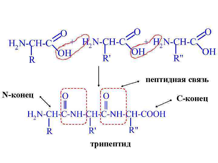 + + пептидная связь N-конец C-конец трипептид 
