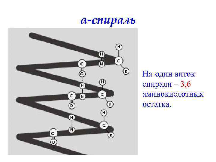 α-спираль На один виток спирали – 3, 6 аминокислотных остатка. 