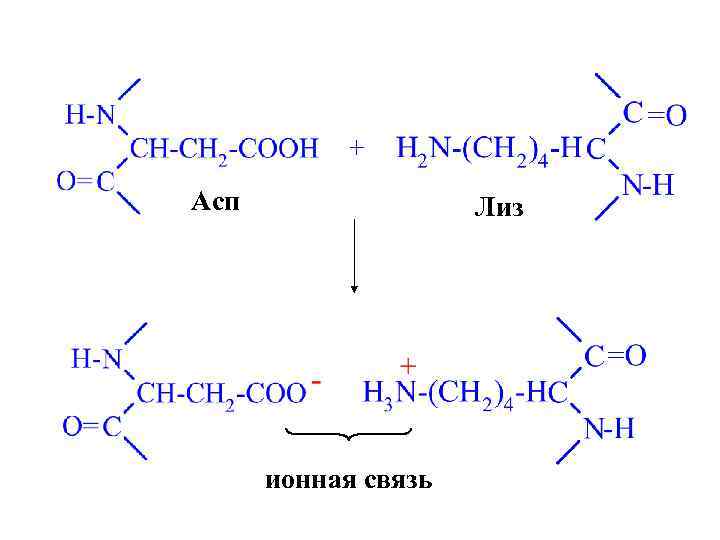 + Асп Лиз ионная связь 