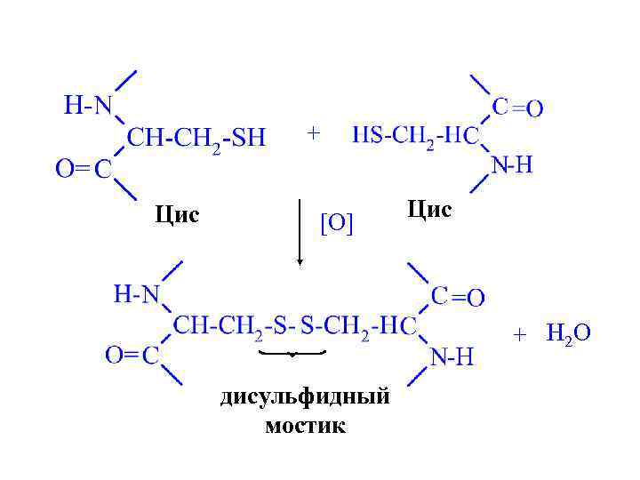 + Цис [O] Цис + H 2 O дисульфидный мостик 