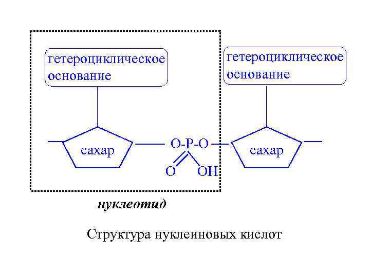 гетероциклическое основание O-P-O сахар OH нуклеотид Структура нуклеиновых кислот 