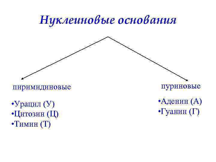 Нуклеиновые основания пиримидиновые • Урацил (У) • Цитозин (Ц) • Тимин (Т) пуриновые •