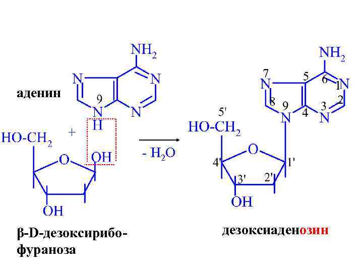 аденин + - H 2 O β-D-дезоксирибофураноза дезоксиаденозин 