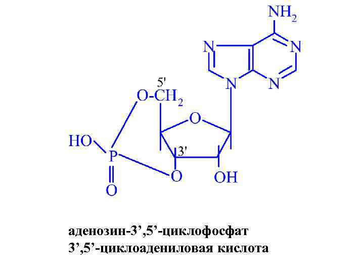 аденозин-3’, 5’-циклофосфат 3’, 5’-циклоадениловая кислота 