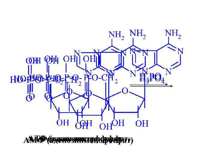 H 3 PO 4 3 4 АДФ (аденозиндифосфат) ) АТФ (аденозинтрифосфат АМФ (аденозинмонофосфат) 