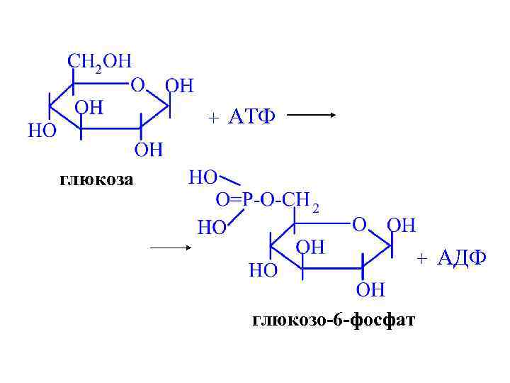 + АТФ глюкоза + АДФ глюкозо-6 -фосфат 