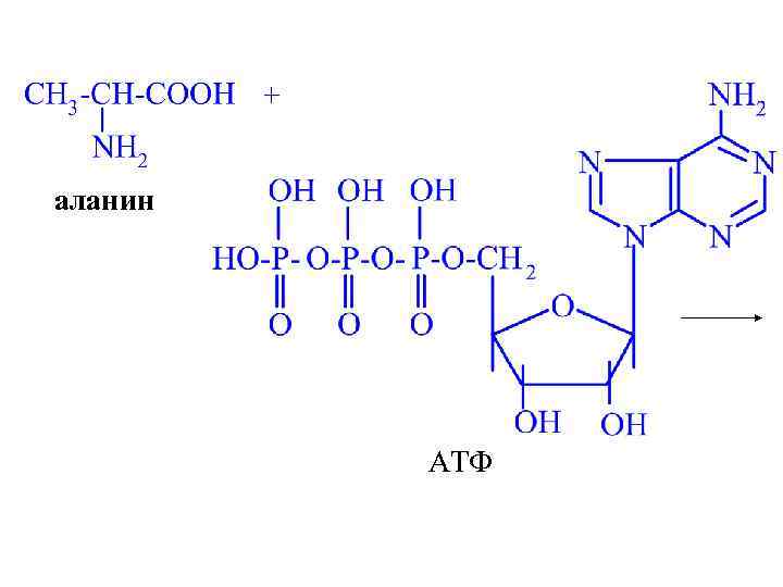 + аланин АТФ 