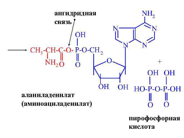 ангидридная связь + аланиладенилат (аминоациладенилат) пирофосфорная кислота 