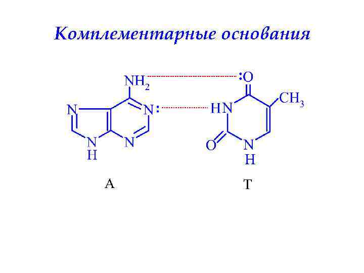 Комплементарные основания А Т 