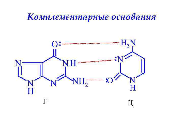 Комплементарные основания Г Ц 