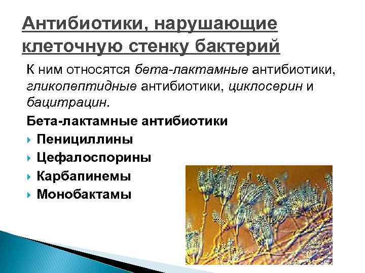 Антибиотики, нарушающие клеточную стенку бактерий К ним относятся бета-лактамные антибиотики, гликопептидные антибиотики, циклосерин и