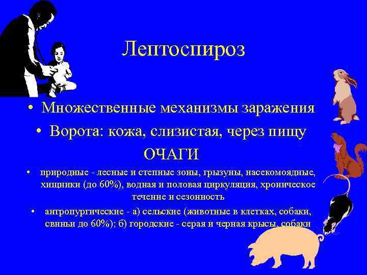 Лептоспироз • Множественные механизмы заражения • Ворота: кожа, слизистая, через пищу ОЧАГИ • природные