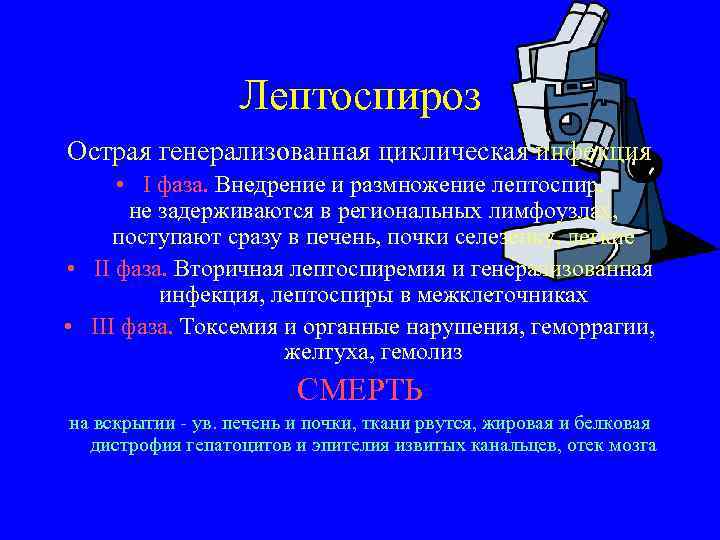 Лептоспироз Острая генерализованная циклическая инфекция • I фаза. Внедрение и размножение лептоспир, не задерживаются
