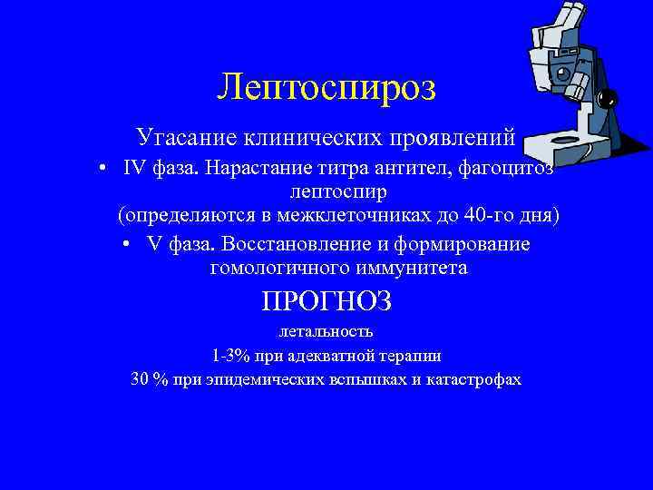 Лептоспироз Угасание клинических проявлений • IV фаза. Нарастание титра антител, фагоцитоз лептоспир (определяются в