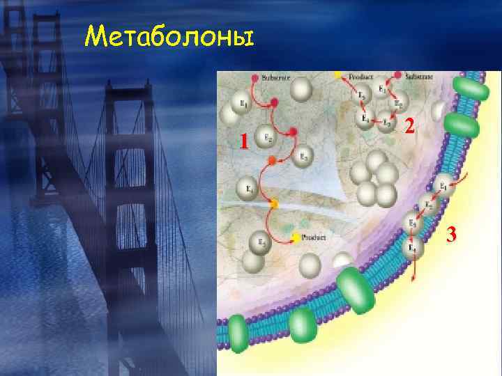 Метаболоны 1 2 3 