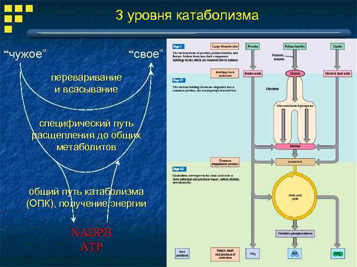 3 уровня катаболизма “чужое” “свое” переваривание и всасывание специфический путь расщепления до общих метаболитов