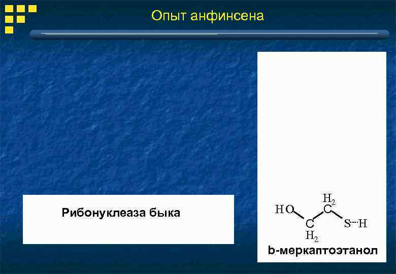 Опыт анфинсена Рибонуклеаза быка HO H 2 С S H С H 2 b-меркаптоэтанол