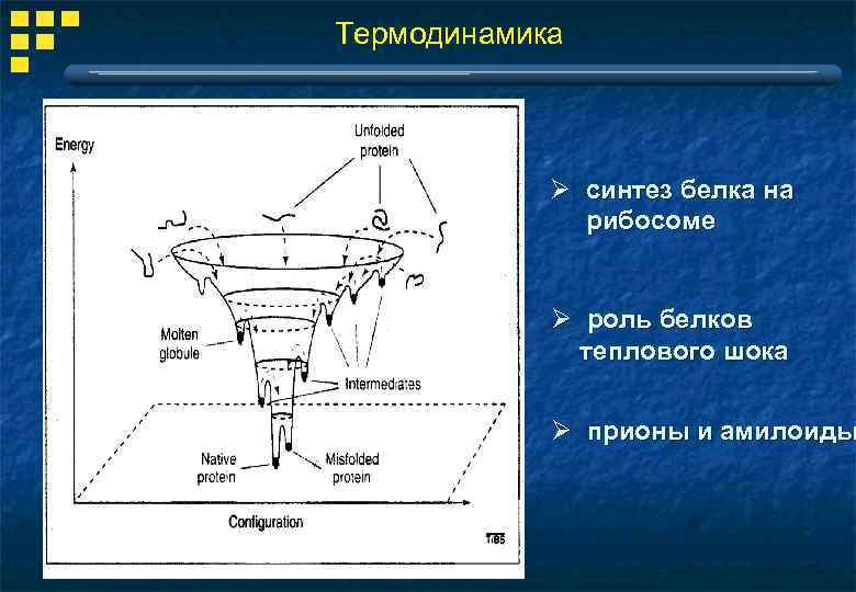 Термодинамика Ø синтез белка на рибосоме Ø роль белков теплового шока Ø прионы и