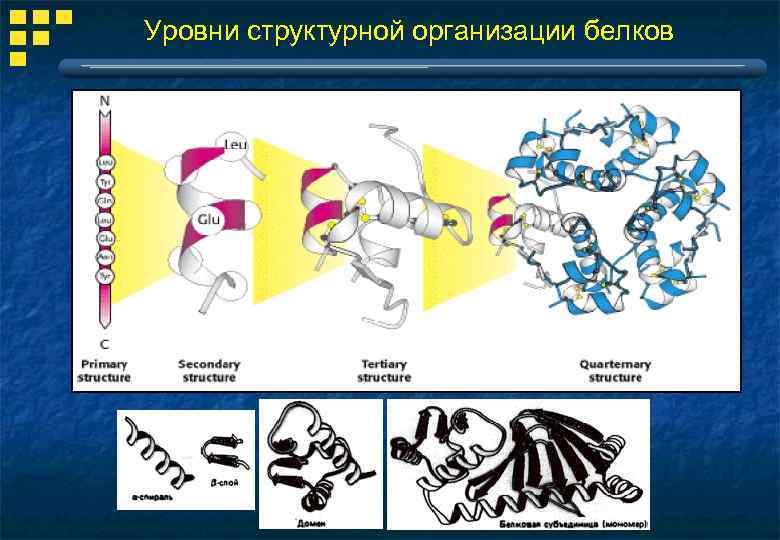 Уровни структурной организации белков 