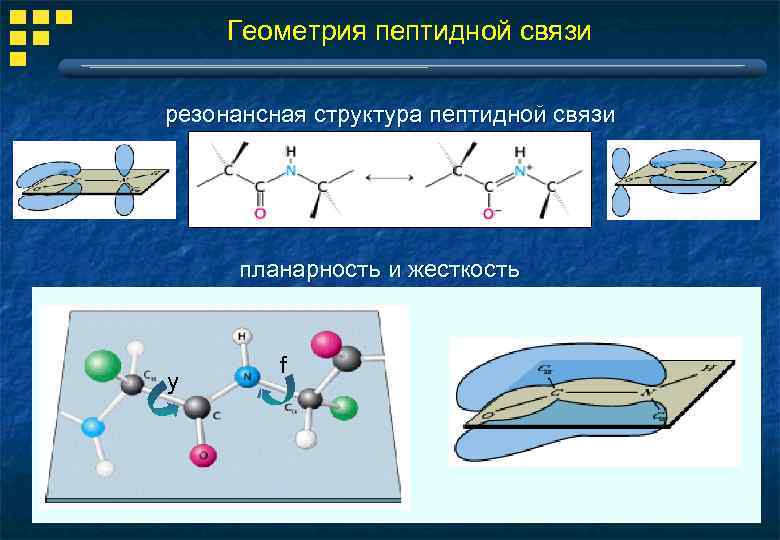 Структура пептидной связи. Гибридизация пептидной связи. Планарность пептидной связи. Разрушение пептидных связей. Геометрические связи.