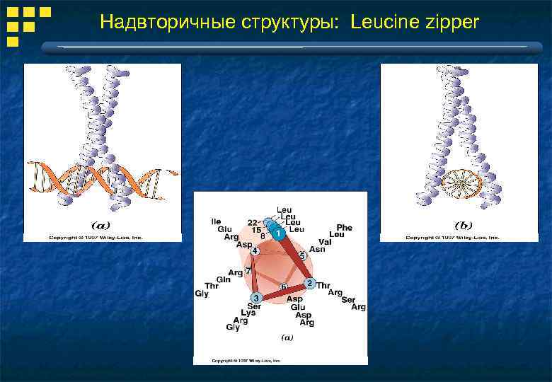 Надвторичные структуры: Leucine zipper 