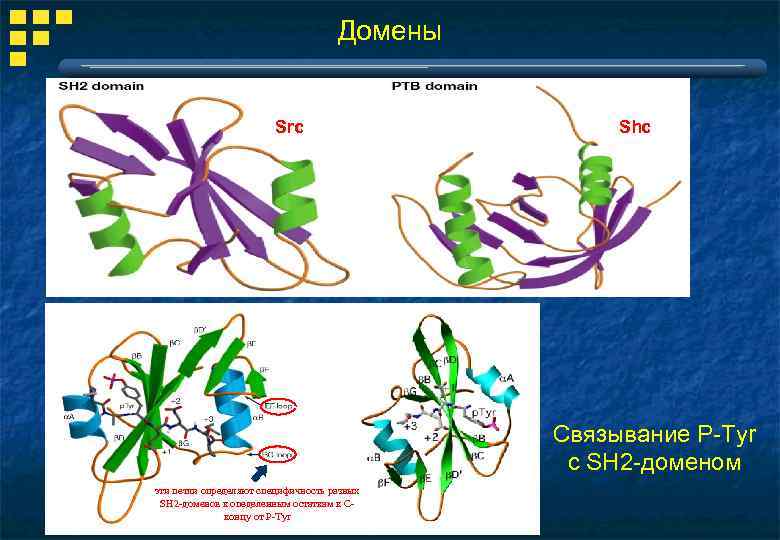 Домены Src Shc Cвязывание P-Tyr с SH 2 -доменом эти петли определяют специфичность разных