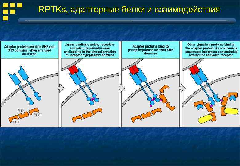 RPTKs, адаптерные белки и взаимодействия 