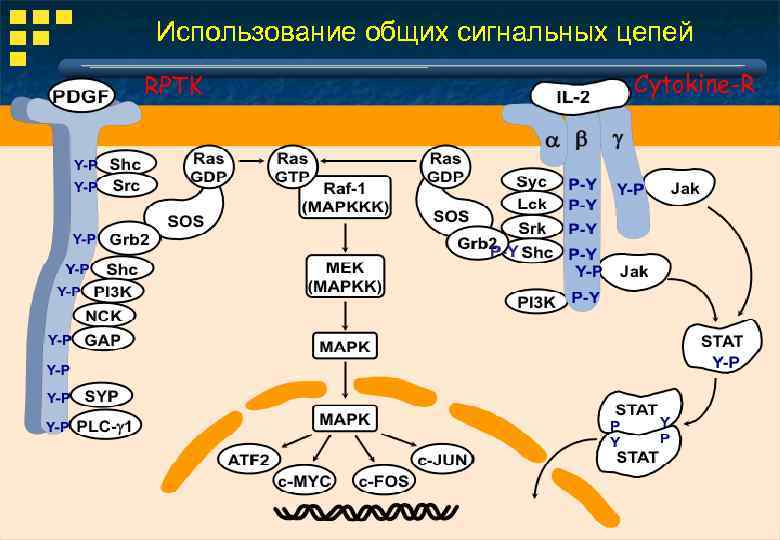 Использование общих сигнальных цепей RPTK Cytokine-R 