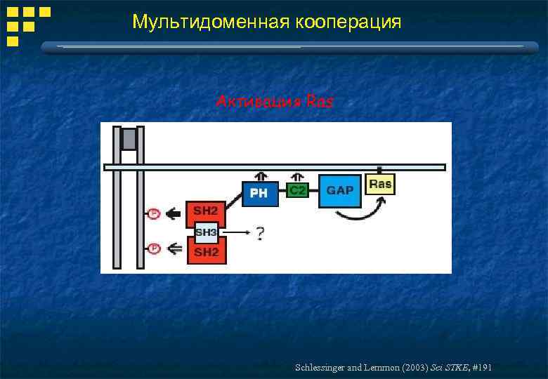 Мультидоменная кооперация Активация Ras Schlessinger and Lemmon (2003) Sci STKE, #191 