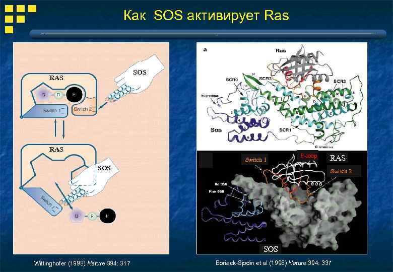 Как SOS активирует Ras SOS RAS Switch 1 SOS P-loop RAS Switch 2 SOS