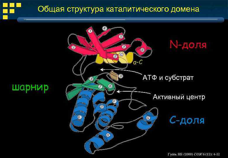 Общая структура каталитического домена N-доля α-С шарнир АТФ и субстрат Активный центр C-доля Гусев