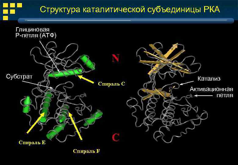 Структура каталитической субъединицы РКА Глициновая P-петля (ATФ) N Субстрат Спираль C C Спираль E