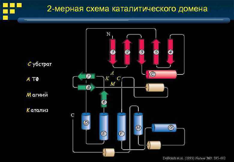 2 -мерная схема каталитического домена Ν С убстрат А ТФ K А M С