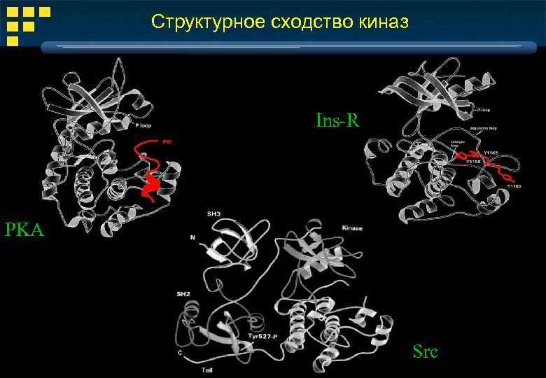 Структурное сходство киназ Ins-R PKA Src 