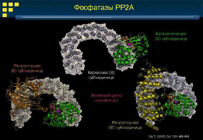 Щелочная фосфатаза 2