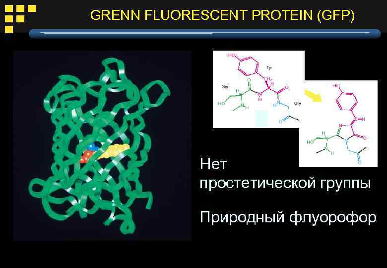 GRENN FLUORESCENT PROTEIN (GFP) Нет простетической группы Природный флуорофор 