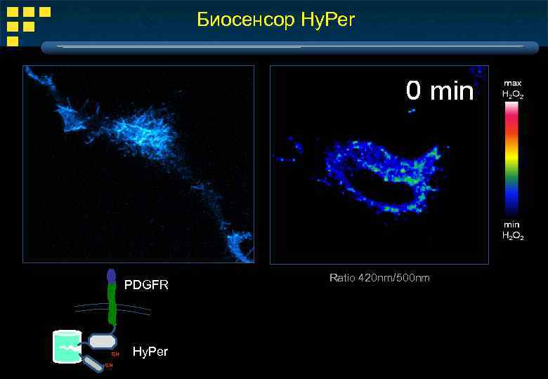 Биосенсор Hy. Per PDGFR SH SH Hy. Per Ratio 420 nm/500 nm 
