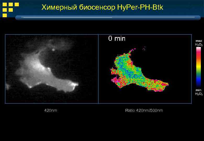 Xимерный биосенсор Hy. Per-PH-Btk 420 nm Ratio 420 nm/500 nm 