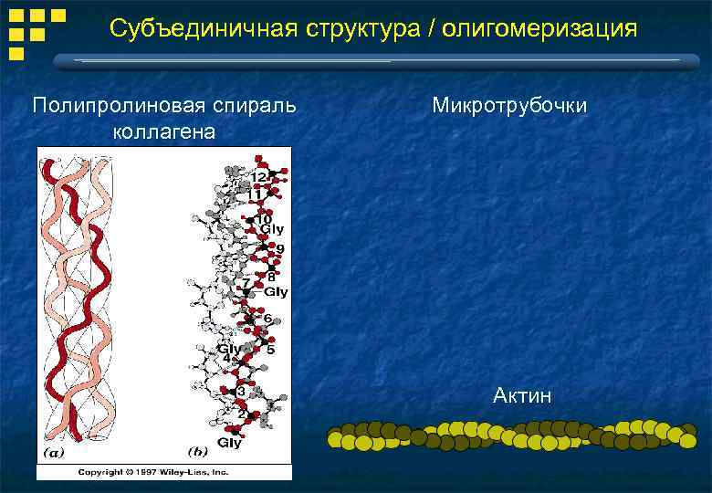 Субъединичная структура / олигомеризация Полипролиновая спираль коллагена Микротрубочки Актин 