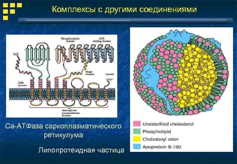 Комплексы с другими соединениями Cа-АТФаза саркоплазматического ретикулума Липопротеидная частица 