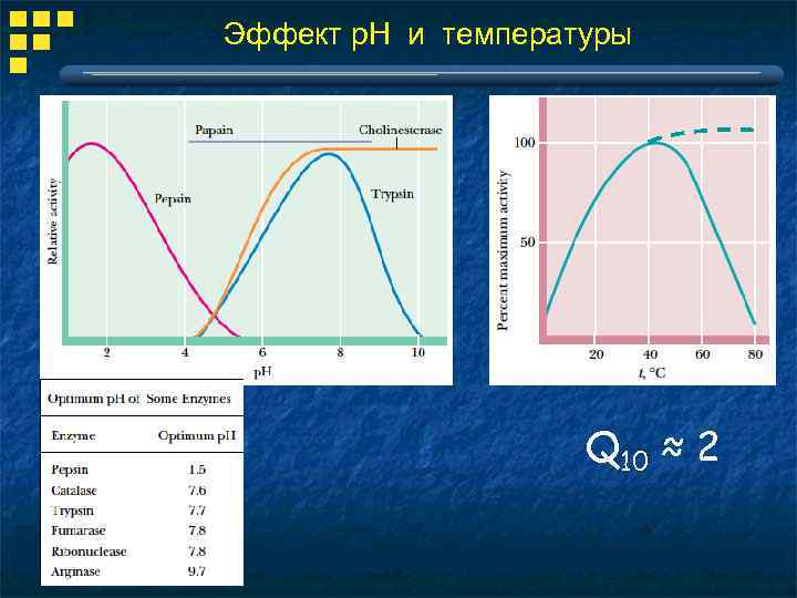 Эффект р. Н и температуры Q 10 ≈ 2 