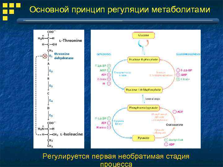 Основной принцип регуляции метаболитами Регулируется первая необратимая стадия процесса 