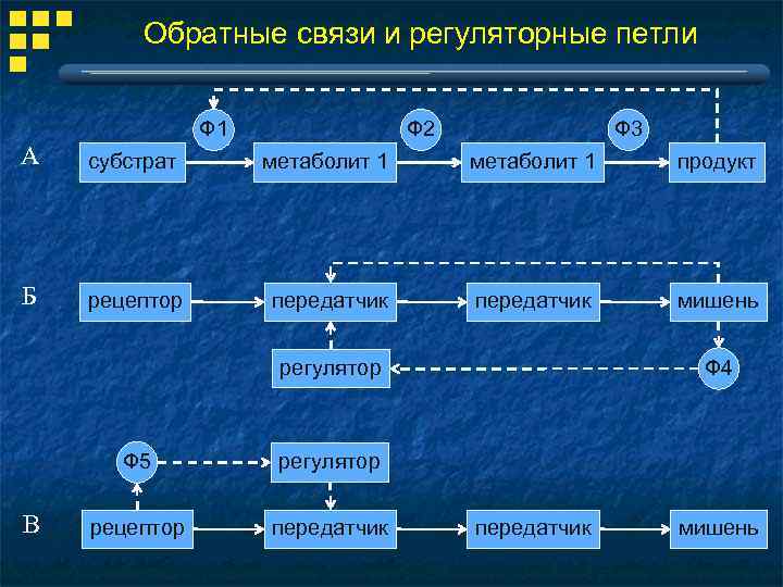 Обратные связи и регуляторные петли Ф 3 Ф 2 Ф 1 А субстрат метаболит