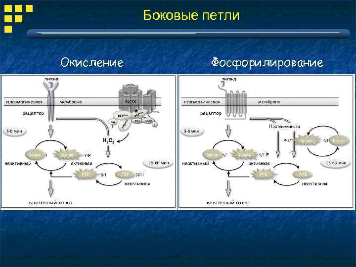 Боковые петли Окисление Фосфорилирование 